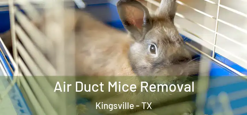  Air Duct Mice Removal Kingsville - TX